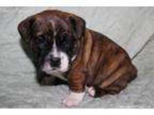 Bulldog Puppy for sale in Little Falls, NY, USA