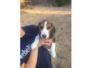 Beagle Puppy for sale in Madera, CA, USA