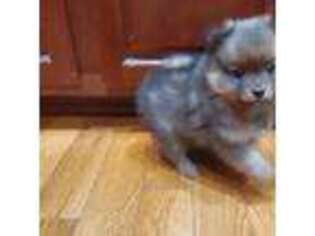 Pomeranian Puppy for sale in Fuquay Varina, NC, USA