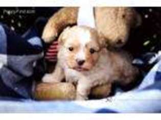 Mal-Shi Puppy for sale in Mobile, AL, USA