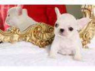 French Bulldog Puppy for sale in Cape May, NJ, USA
