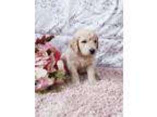 Labradoodle Puppy for sale in Vernal, UT, USA