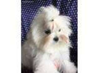 Maltese Puppy for sale in Mobile, AL, USA