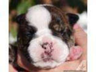 Bulldog Puppy for sale in FINDLAY, OH, USA