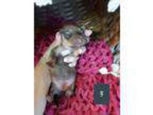 Dachshund Puppy for sale in Clayton, IN, USA