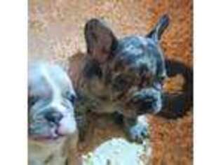 French Bulldog Puppy for sale in Minooka, IL, USA