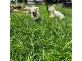 Golden Retriever Puppy for sale in Pensacola, FL, USA