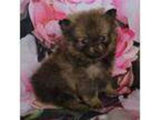 Pomeranian Puppy for sale in Chase City, VA, USA