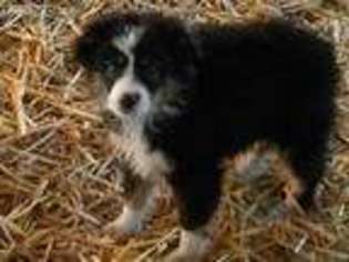 Miniature Australian Shepherd Puppy for sale in Baker City, OR, USA