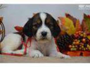 English Springer Spaniel Puppy for sale in Canton, OH, USA