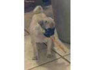 Puggle Puppy for sale in Bonham, TX, USA