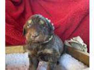 Mutt Puppy for sale in Commerce, GA, USA