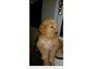 Goldendoodle Puppy for sale in Clifton, TN, USA