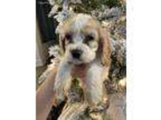 Cocker Spaniel Puppy for sale in Cypress, TX, USA