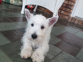 West Highland White Terrier Puppy for sale in Fort Lauderdale, FL, USA