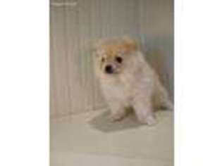 Pomeranian Puppy for sale in Senoia, GA, USA
