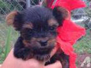 Yorkshire Terrier Puppy for sale in BELTON, SC, USA