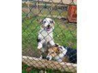 Pembroke Welsh Corgi Puppy for sale in Saint Johnsville, NY, USA
