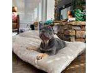 French Bulldog Puppy for sale in Whitesburg, TN, USA