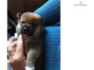 Shiba Inu Puppy for sale in Reno, NV, USA