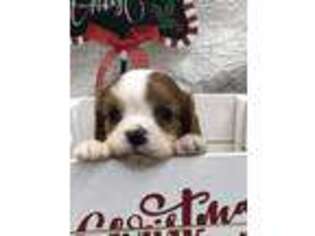 Cavalier King Charles Spaniel Puppy for sale in Quapaw, OK, USA