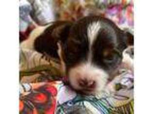 Biewer Terrier Puppy for sale in Gallatin, TN, USA