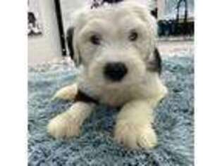 Old English Sheepdog Puppy for sale in Castalia, OH, USA