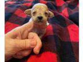 Mutt Puppy for sale in Winnfield, LA, USA