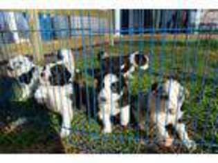 Border Collie Puppy for sale in Knoxville, TN, USA