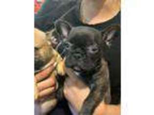 French Bulldog Puppy for sale in Stuart, FL, USA
