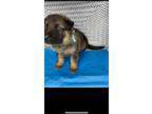 German Shepherd Dog Puppy for sale in Gary, IN, USA