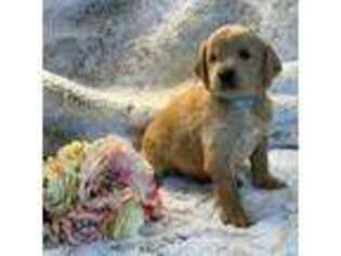 Goldendoodle Puppy for sale in Aubrey, TX, USA