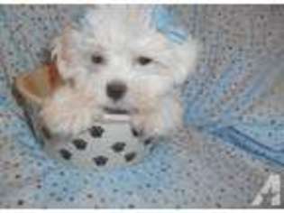 Maltese Puppy for sale in WEST BLOOMFIELD, MI, USA