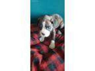 Boxer Puppy for sale in Fowlerville, MI, USA