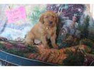 Golden Retriever Puppy for sale in Fennimore, WI, USA