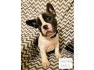 French Bulldog Puppy for sale in Willamina, OR, USA