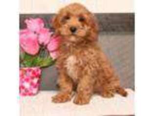 Cavapoo Puppy for sale in Westminster, MD, USA