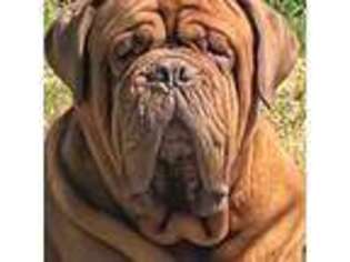 American Bull Dogue De Bordeaux Puppy for sale in Laurel, MD, USA