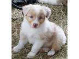 Australian Shepherd Puppy for sale in Jennings, FL, USA