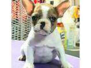 French Bulldog Puppy for sale in Texarkana, TX, USA