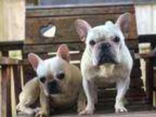 French Bulldog Puppy for sale in Bucyrus, OH, USA