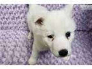 Siberian Husky Puppy for sale in Hattiesburg, MS, USA