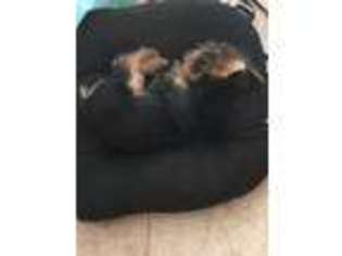 Yorkshire Terrier Puppy for sale in Delray Beach, FL, USA