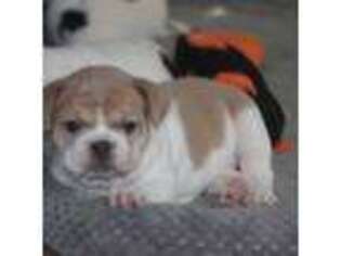 French Bulldog Puppy for sale in Marlborough, MA, USA