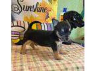 Chorkie Puppy for sale in Hico, TX, USA