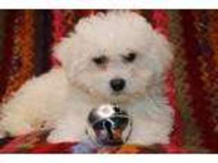 Bichon Frise Puppy for sale in Grand Rapids, MI, USA