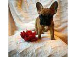 French Bulldog Puppy for sale in Raleigh, NC, USA