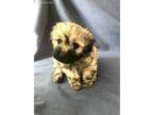Havanese Puppy for sale in Brockton, MA, USA