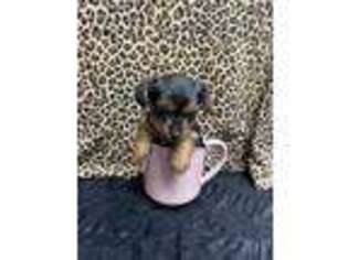 Yorkshire Terrier Puppy for sale in Kirkersville, OH, USA