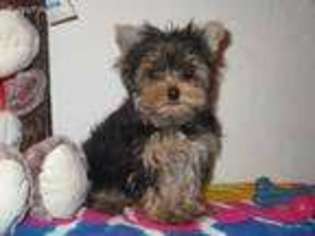 Yorkshire Terrier Puppy for sale in Eugene, OR, USA